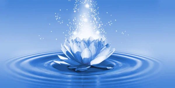 Afbeelding van een lotusbloem op het water — Stockfoto