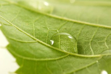 yaprak üzerinde damla görüntü yakın