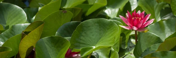 Image Gros Plan Une Fleur Lotus — Photo