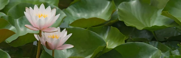 Bild Einer Lotusblume Aus Nächster Nähe — Stockfoto