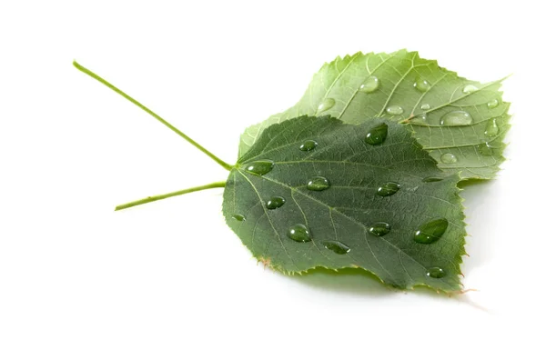 Hojas Caídas Árbol Cubierto Gotas Agua Cerca Sobre Fondo Blanco — Foto de Stock