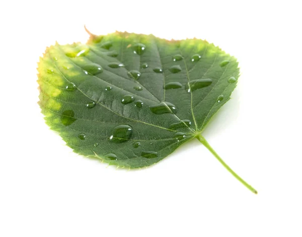 Hojas Caídas Árbol Cubierto Gotas Agua Cerca Sobre Fondo Blanco — Foto de Stock