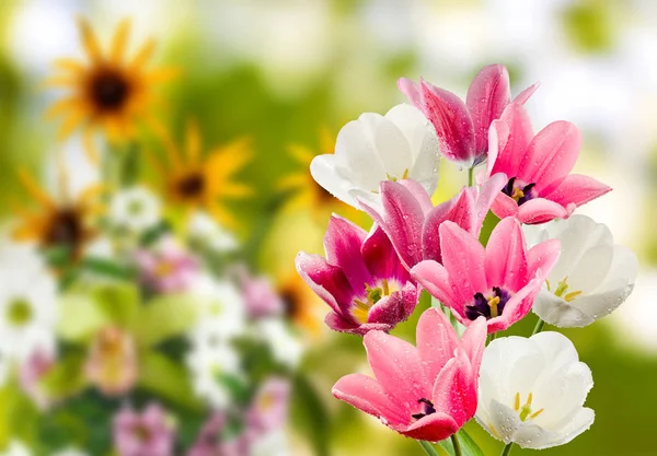 Obraz wielu kwiatów tulipany w ogrodzie — Zdjęcie stockowe