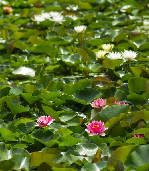 Квітка лотоса на воді — стокове фото