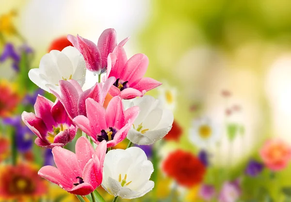 Imagen de muchas flores de tulipanes en un jardín — Foto de Stock