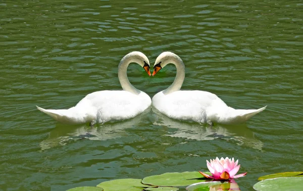 Лебеди и цветок лотоса на воде — стоковое фото