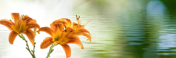 Three lilies flower on the water — Stock Photo, Image