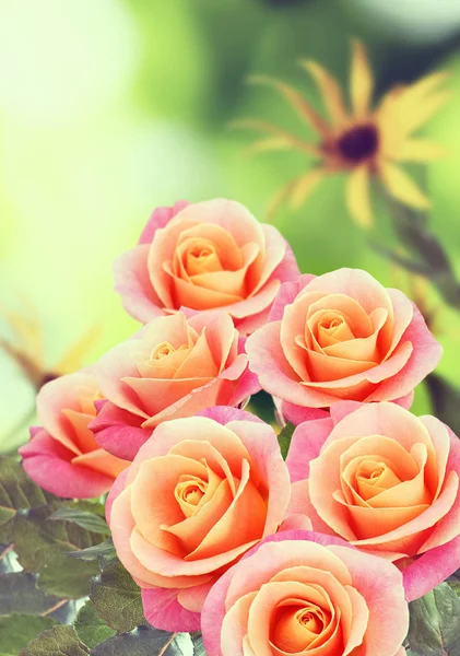Image beaucoup de roses roses — Photo
