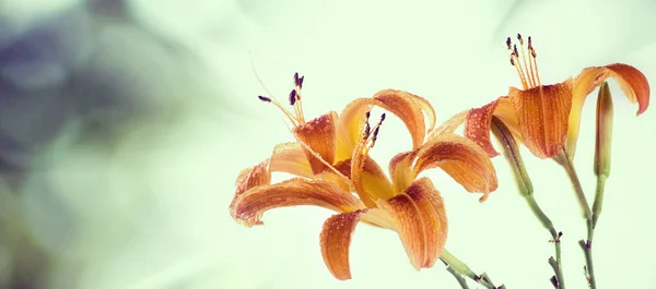 Image Lilies Flower Sun Closeup — Stock Photo, Image