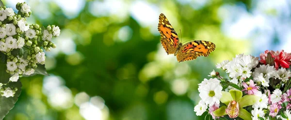 Close Afbeelding Van Bloemen Een Vliegende Vlinder — Stockfoto
