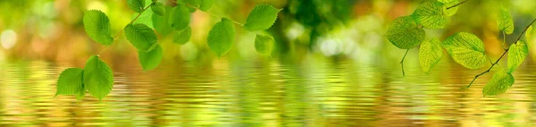 Image Branch Leaves Surface Water Wide Format Copy Space — Stock Photo, Image