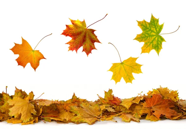 Caída de hojas de otoño sobre un fondo blanco — Foto de Stock
