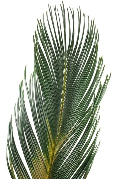 Изображение изолированной пальмовой ветви на белом фоне — стоковое фото