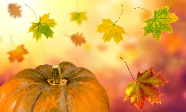 Cadendo foglie autunnali e una zucca in primo piano — Foto Stock