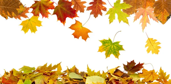 Falling autumn leaves on a white background — Stock Photo, Image