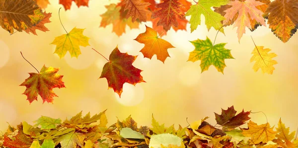 Queda de folhas de outono em um fundo embaçado laranja — Fotografia de Stock