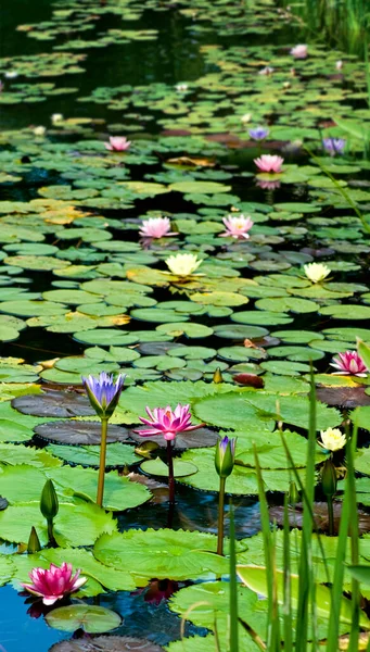 Imagem Flores Lótus Superfície Uma Lagoa — Fotografia de Stock