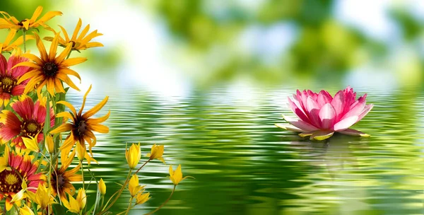 Bild Einer Lotusblume Wasser Und Anderen Schönen Blumen — Stockfoto