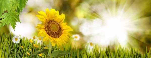 Immagine Ravvicinata Girasole Sfondo Verde Sfocato — Foto Stock