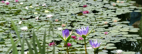 Imagem Flores Lótus Superfície Uma Lagoa — Fotografia de Stock