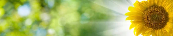 Immagine Ravvicinata Girasole Sfondo Verde Sfocato — Foto Stock