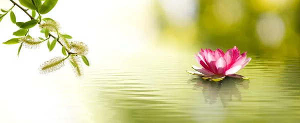 Imagem Uma Flor Lótus Água Ramo Árvore Floração — Fotografia de Stock