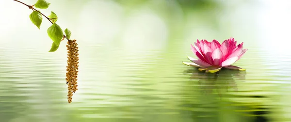 Imagen Una Flor Loto Agua Rama Del Árbol Floreciente — Foto de Stock