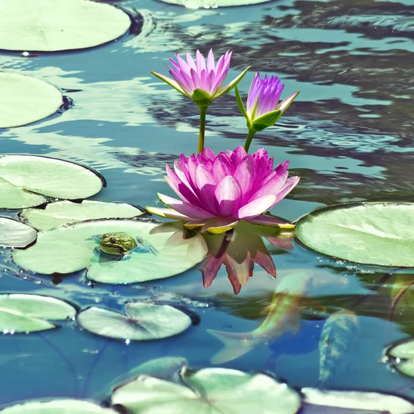 Image Lotus Flowers Surface Pond — Stock Photo, Image