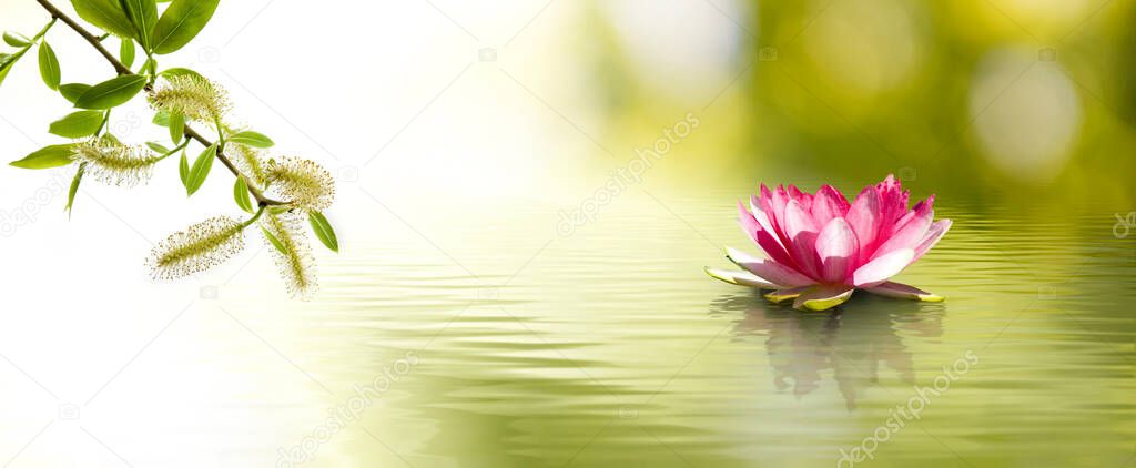 Image of a lotus flower in the water and flowering tree branch