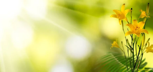 绿色背景的花园里美丽的花朵 — 图库照片