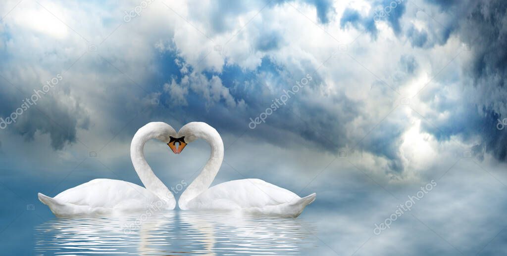 Image of two swans on water