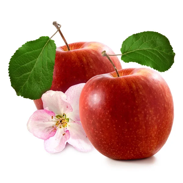 白色背景上两个苹果的孤立图像 — 图库照片