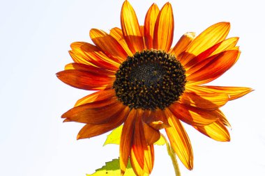 Kızgın turuncu ve sarı yapraklı çarpıcı bir ayçiçeği parlak, berrak bir gökyüzüne karşı dimdik ayakta duruyor. Dokulu tohumları ışığı yakalıyor ve herhangi bir bahçe veya manzarada büyüleyici bir odak noktası oluşturuyor..