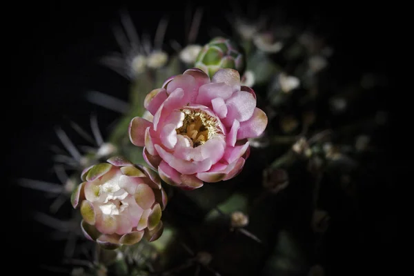 Flor Cactus Gymnocalycium Variegata — Foto de Stock