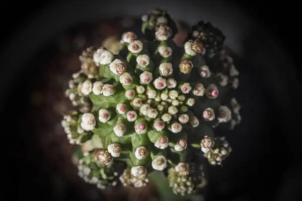 Кактусова Гімнастична Квітка Варігата Кальцію — стокове фото