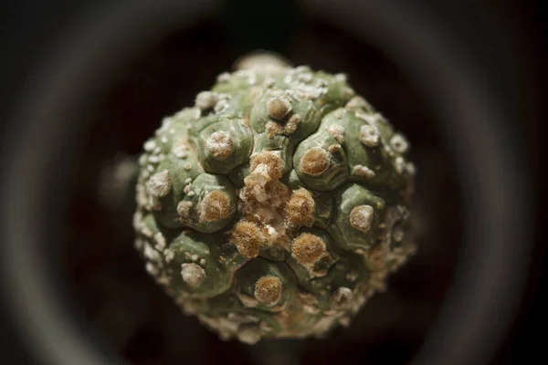 Cactus Astrophytum Asterias Kiko Bonito — Fotografia de Stock