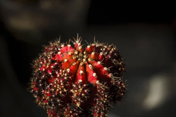 Cactus Gymnocalycium Planta Bela Natureza — Fotografia de Stock