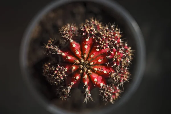 Cactus Gymnocalycium Planta Hermosa Naturaleza — Foto de Stock