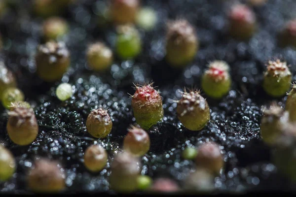 Kaktus Gymnocalycium Rostlina Krásné Přírody Zelená — Stock fotografie