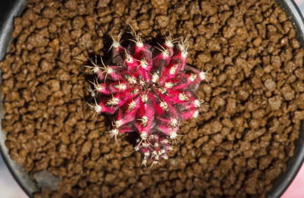 Kaktus Gymnocalycium Rostlina Krásné Přírody Zelená — Stock fotografie