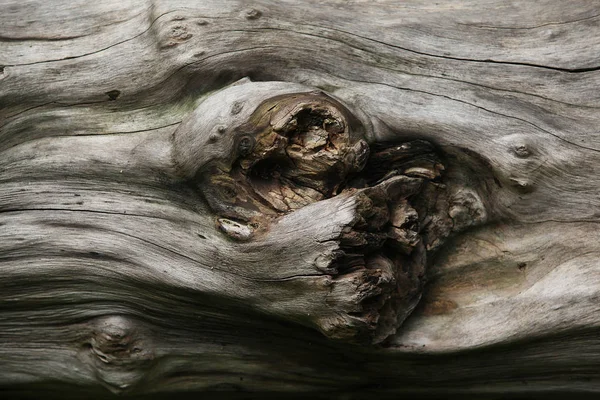 doku Woods kahverengi vintage ahşap ağaç