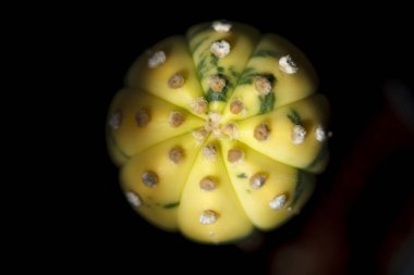kastus Astrophytum asterias çiçeği