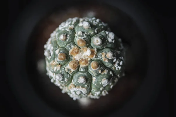 Квітка Астероїдів Castus Astrophytum — стокове фото