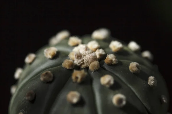 Квітка Астероїдів Castus Astrophytum — стокове фото