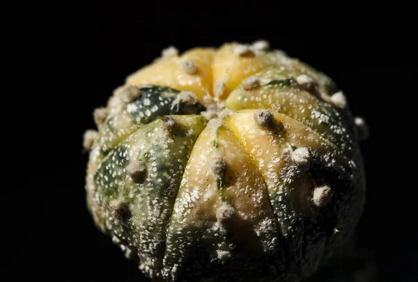 Castus Astrophytum Asterias Flor — Fotografia de Stock