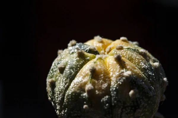 Castus Astrophytum Asterias Flor — Foto de Stock