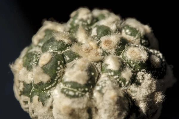 kastus Astrophytum asterias çiçeği