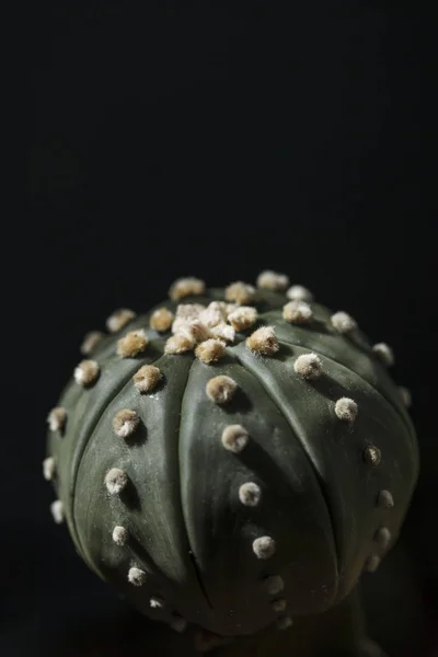 Castus Astrophytum Asterias Flor — Fotografia de Stock