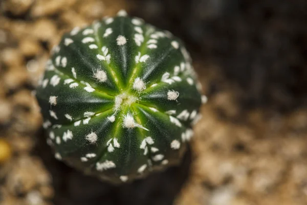 Квітка Астероїдів Castus Astrophytum — стокове фото