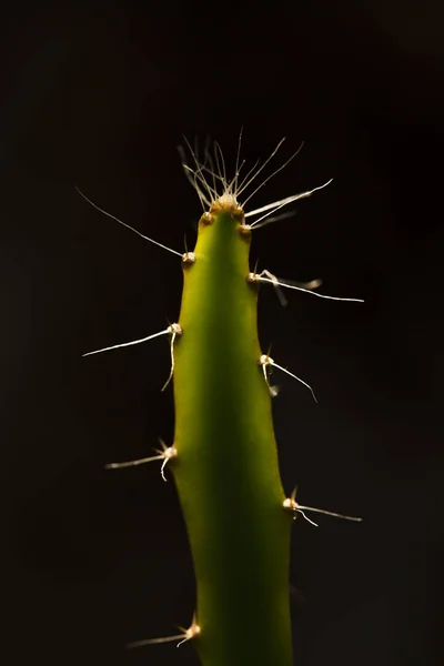 Castus Hylocereus Квітка — стокове фото